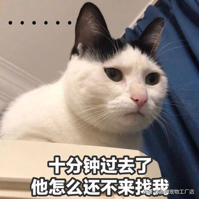 好奇猫咪是怎么过520的?为此,我们采访了68只猫和4只狗