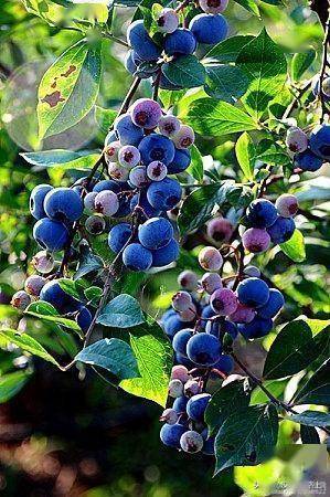 汉中这个地方的蓝莓成熟啦