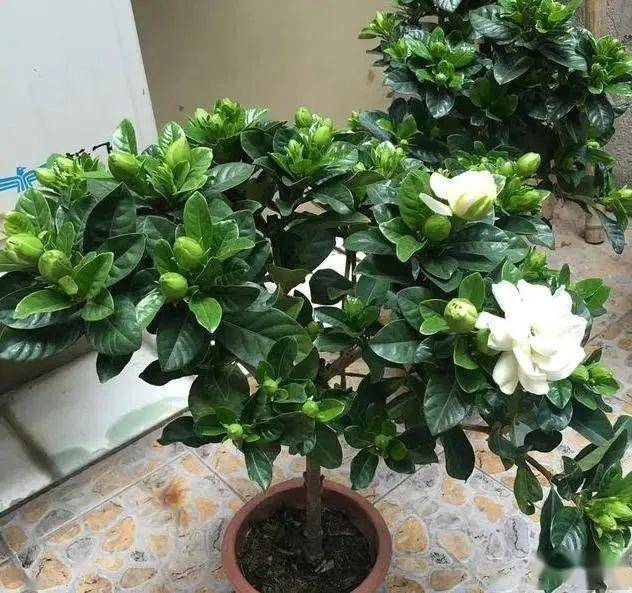 栀子花最喜欢"2种水",轮流浇几次,叶子绿油油,开花香喷喷