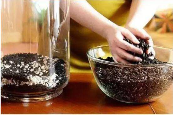「植物」让种植成为孩子探索自然的起点！【植物角】60种植物角新玩法