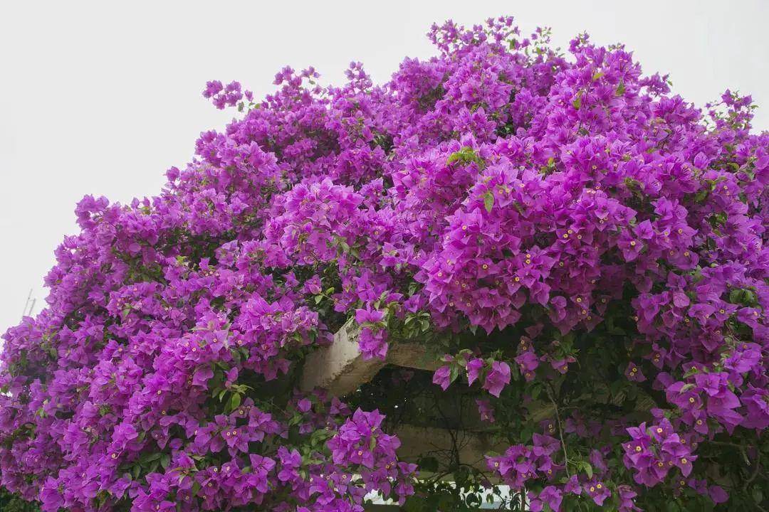 西昌市"市树,市花"正式公布!_紫色