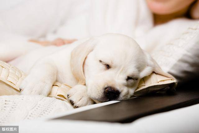 狗为啥喜欢挨着人睡觉 71c5620c3ff04361b0a4af76679b4360.jpeg