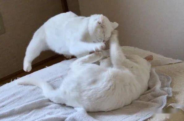 各个年龄段的猫的样子 9551695c9a1f40b0a9f55c7afd56cafa.jpeg