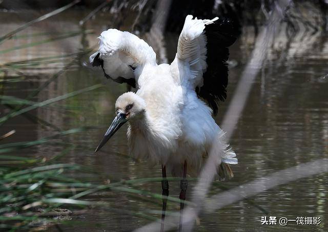 白鹳——在欧洲被称为"送子鸟"的吉祥鸟