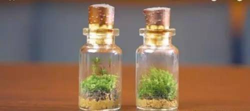 「植物」让种植成为孩子探索自然的起点！【植物角】60种植物角新玩法