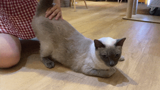 珠海超治愈的猫咪咖啡馆,让你体验一下用萌征服地球的喵星人!