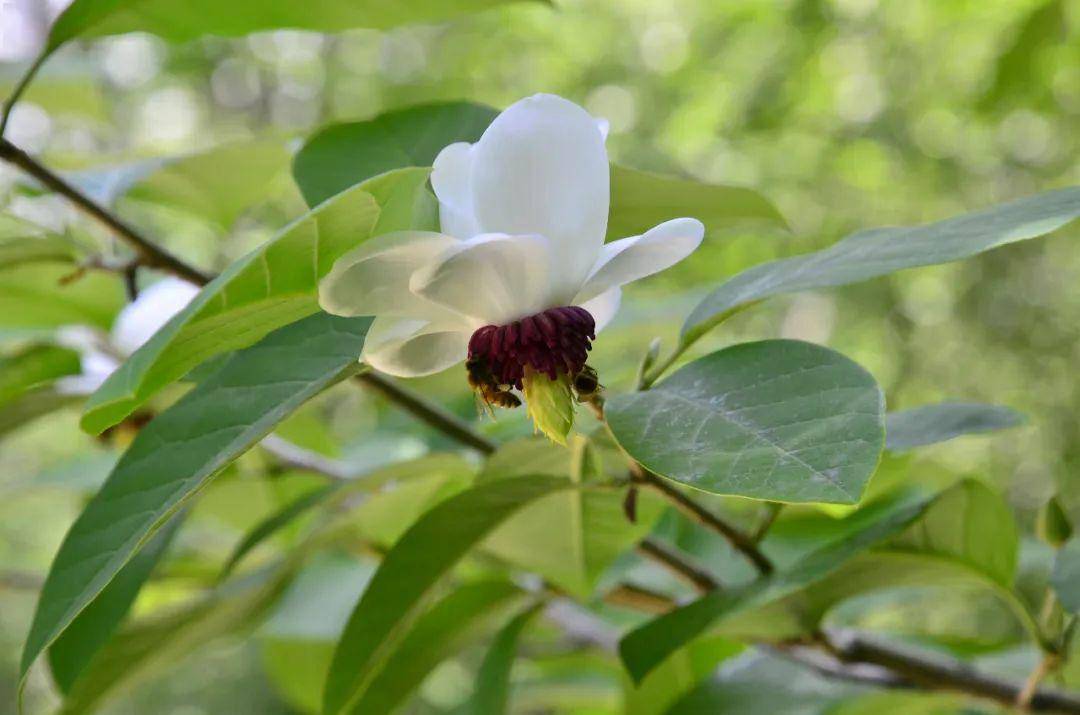 寻花日历从云赏天女花开始