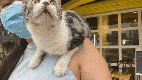 珠海超治愈的猫咪咖啡馆,让你体验一下用萌征服地球的喵星人!