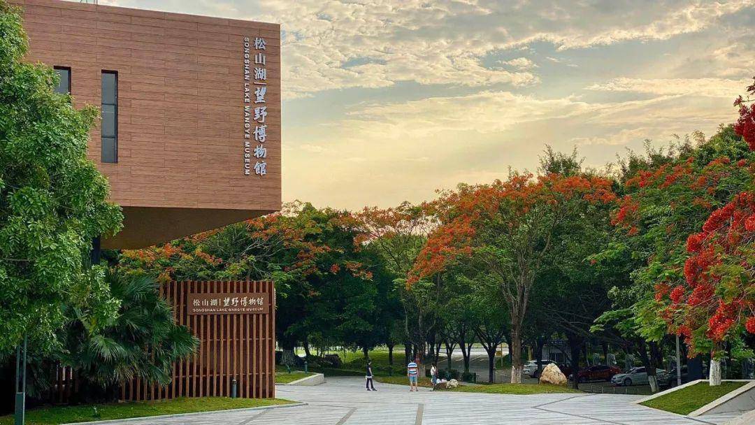 凤凰花开得正艳松山湖望野博物馆(筹)外刚被央视报道的"网红"闯入我们