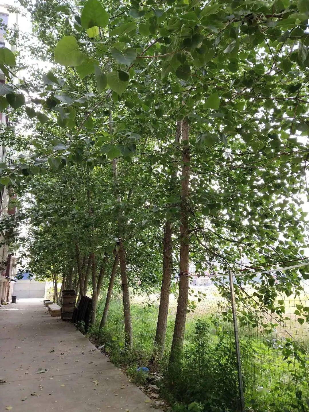 居民称这个杨树靠近小区仅有1.5米的距离,一到刮风下雨居民苦不堪言.