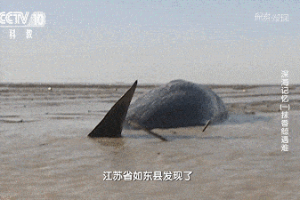 重磅预告明天随小布一起目睹巨鲸来袭福利提前放送