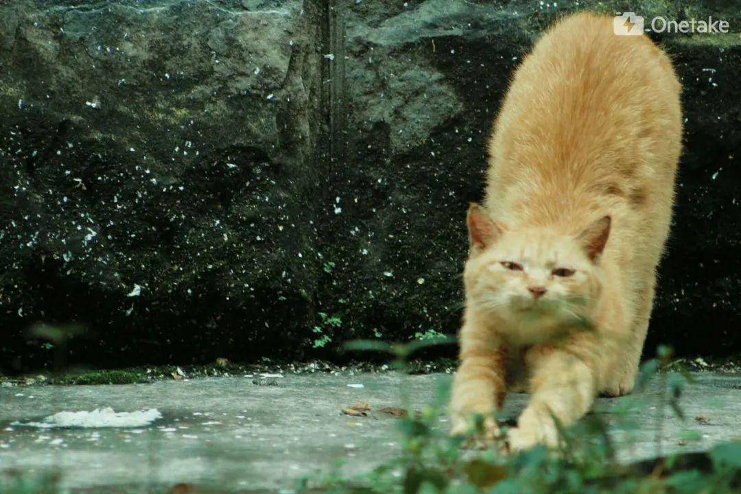 怎么称呼自己的小猫 d72693be416b44b589e74547822895b2.jpeg
