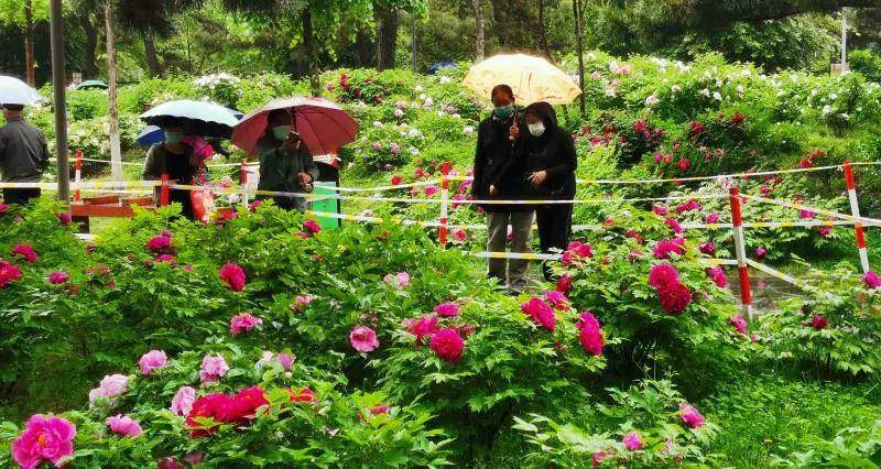 长春牡丹园:万株鲜花盛放 花期还将持续一周