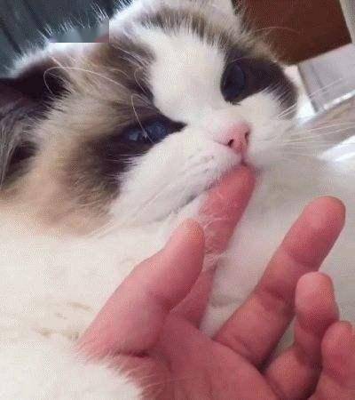 怎样才能让猫咪舔你的手 736835e47e5745299835bd2591d399c6.jpeg