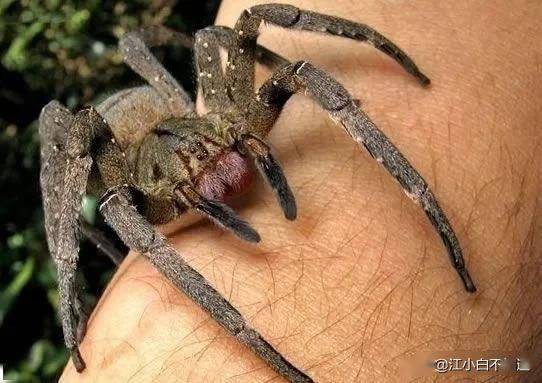地球上5大最致命的毒蜘蛛,黑寡妇在列,中国有一例上榜