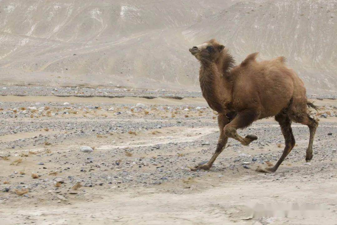 沙漠生态活化石——野骆驼