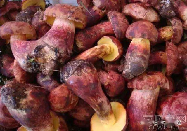 以供大家参考: 1, 常见可食用菌: 白牛肝菌 一,毒菌的鉴别 1,看颜
