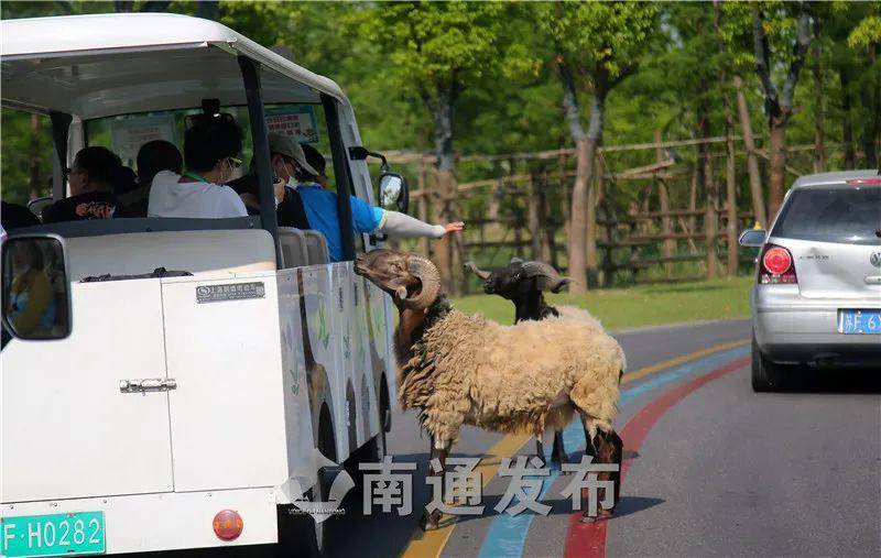 长三角老记团行摄南通森林野生动物园