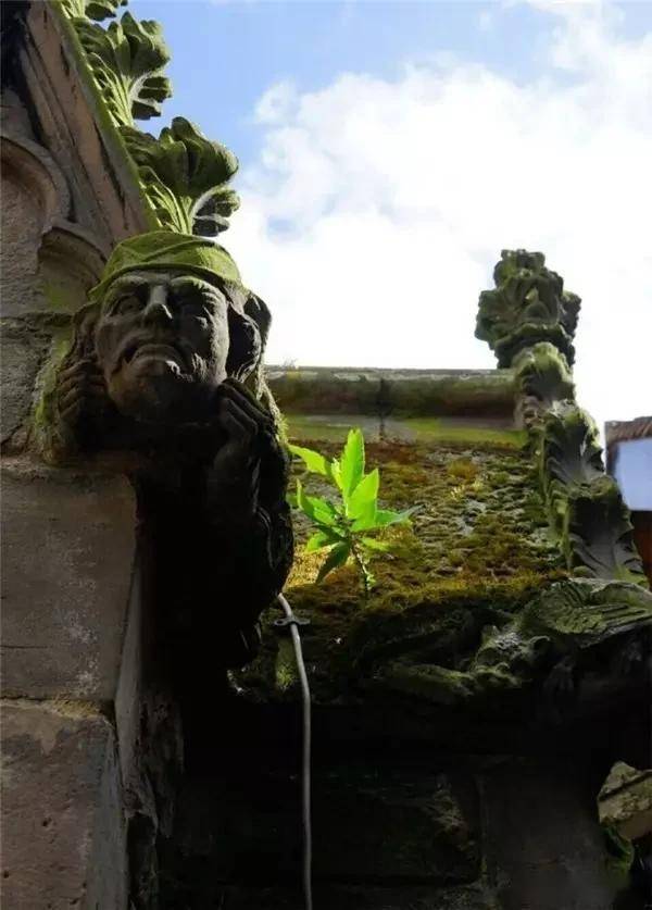 一处青苔，美了一个院子