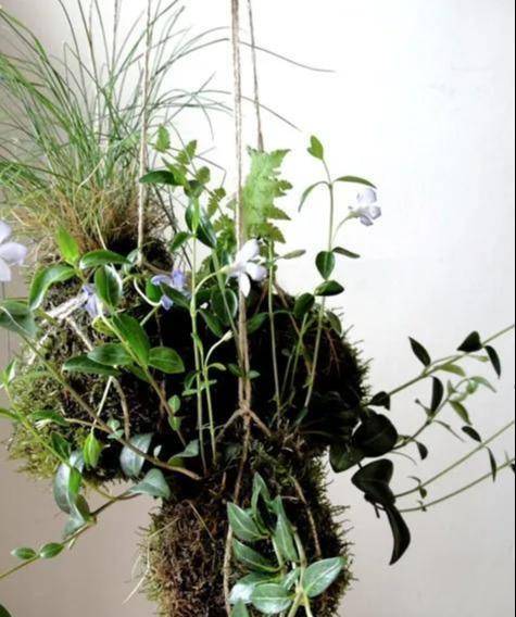 室内绿植推荐小盆 0d1a451bf6284cf19a2beb323dac5858.jpeg