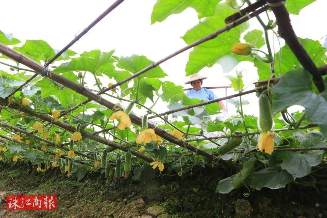 桑麻黑毛节瓜新鲜上市,寻味顺德夏日打卡清单必选项get