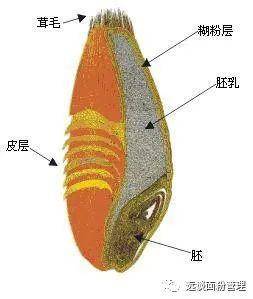 制粉技术连载之一小麦的种类与结构