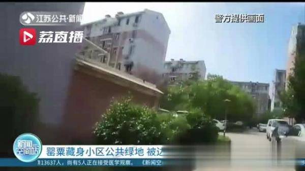 边防：罂粟藏身小区公共绿地 被边防老兵一眼认出，