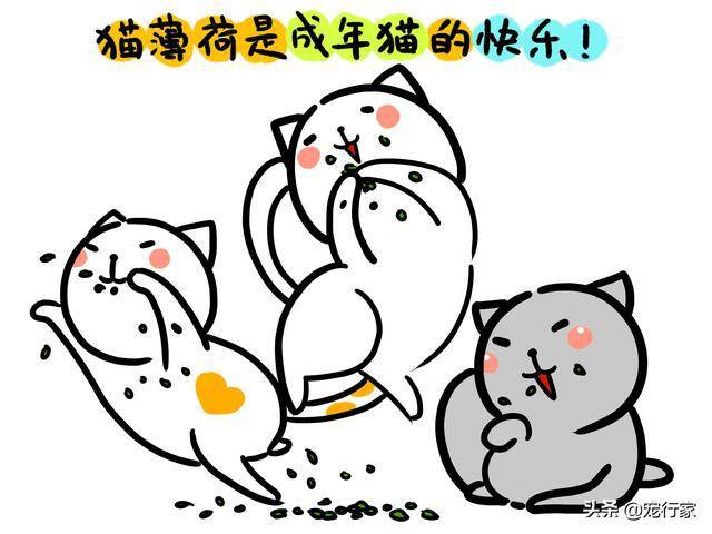 用猫薄荷影响猫自主行为的做法是否合乎道德猫薄荷该如何使用