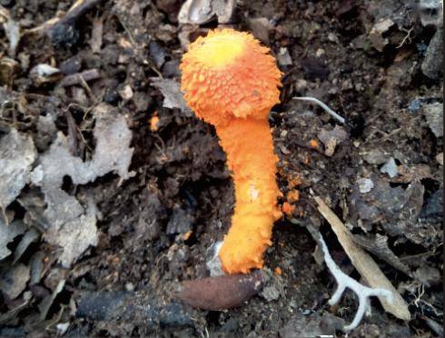 这些蘑菇都有毒!这份杭州毒蘑菇实图请收好