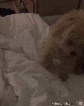 狗子叫主人起床叫不起来,可把它气坏了,生气方式戳中萌