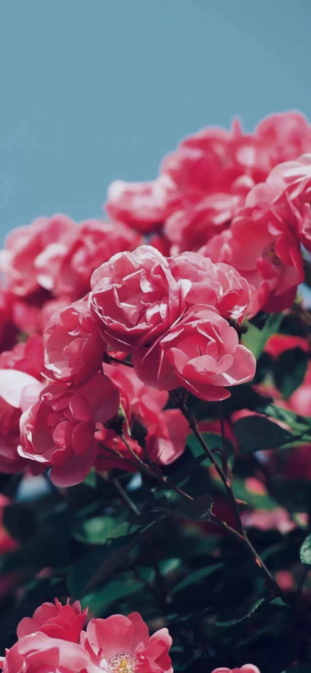 花朵高清手机壁纸 花朵高清手机壁纸画法