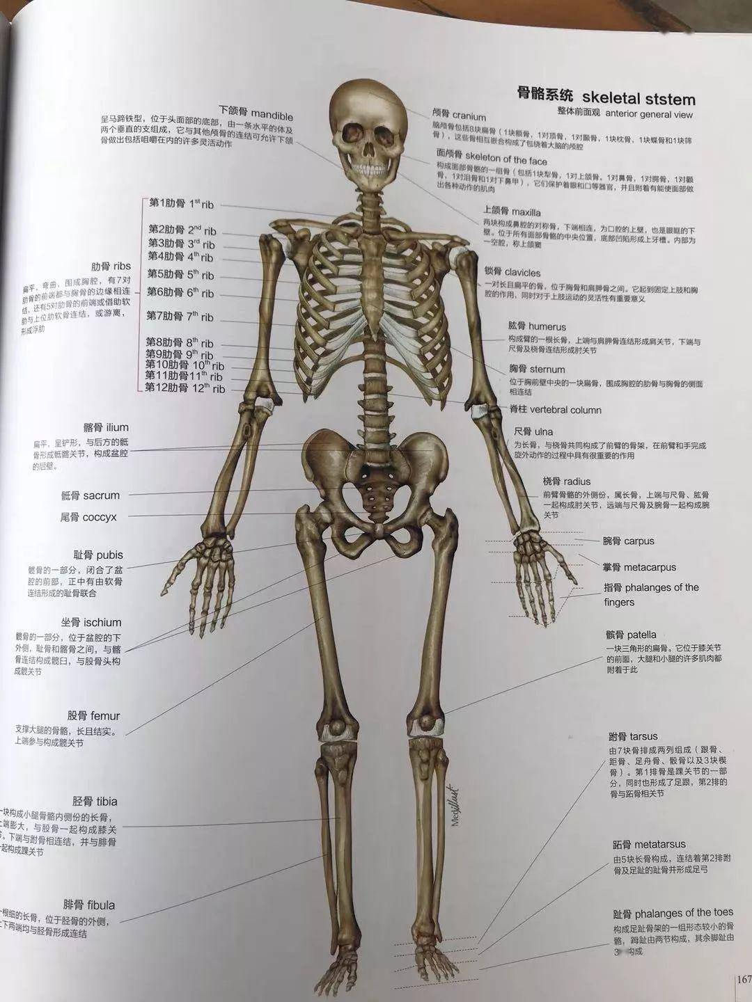 书籍推荐丨正版书籍《人体图谱解剖学·组织学·病理学》第二版