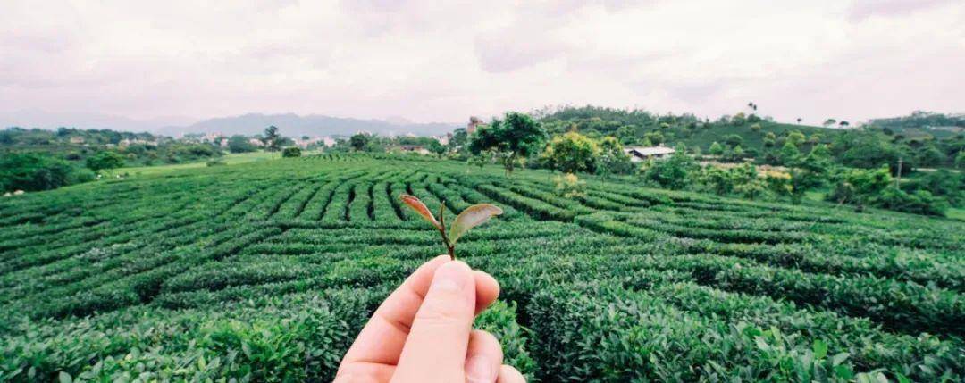 惠州有一款茶,现在品尝刚刚好