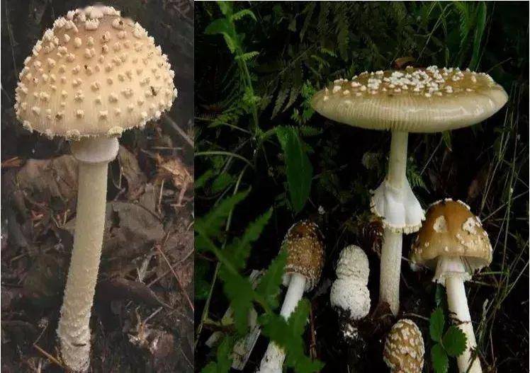 如何鉴别有毒野生菌