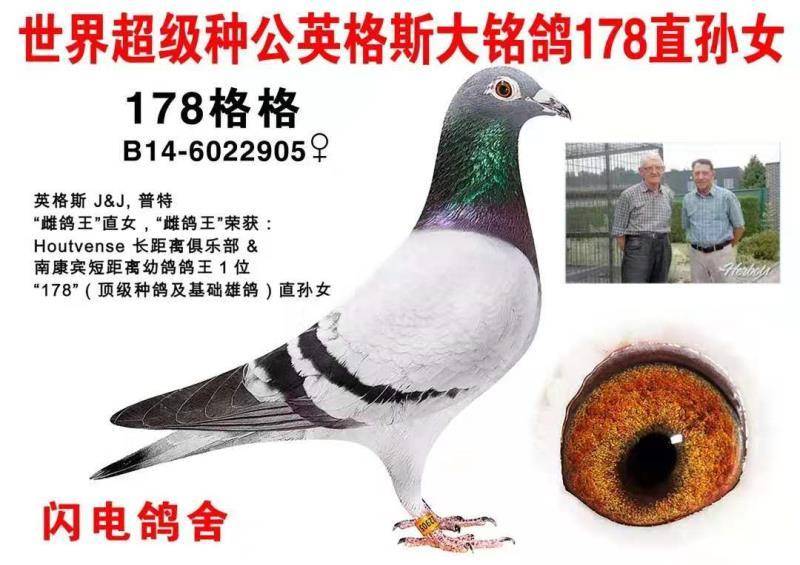 第三羽800元起拍,拍卖鸽父亲为世界超级种公英格斯大名鸽178最后直子