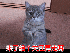 15种常见宠物狗“寿命榜”，来看看你家狗狗能活多久？