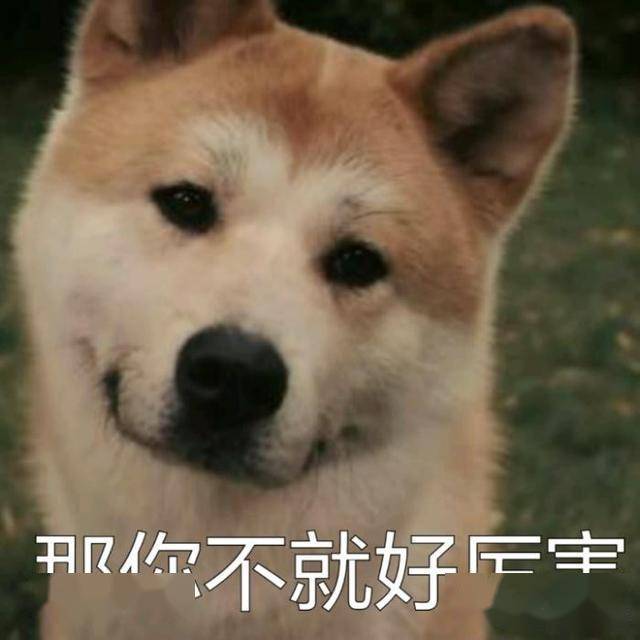 斗图专用柴犬表情包:野心不大 你和天下