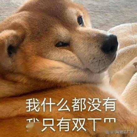 斗图专用柴犬表情包:野心不大 你和天下