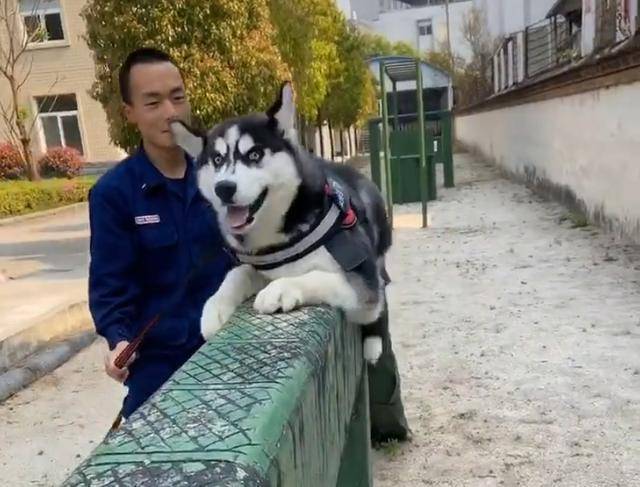 消防小哥,训练哈士奇做警犬,结果二哈把消防队拆了