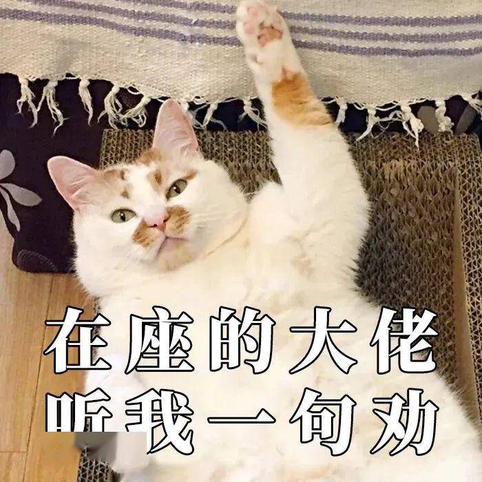 最近,一组猫咪的表情包火爆网络