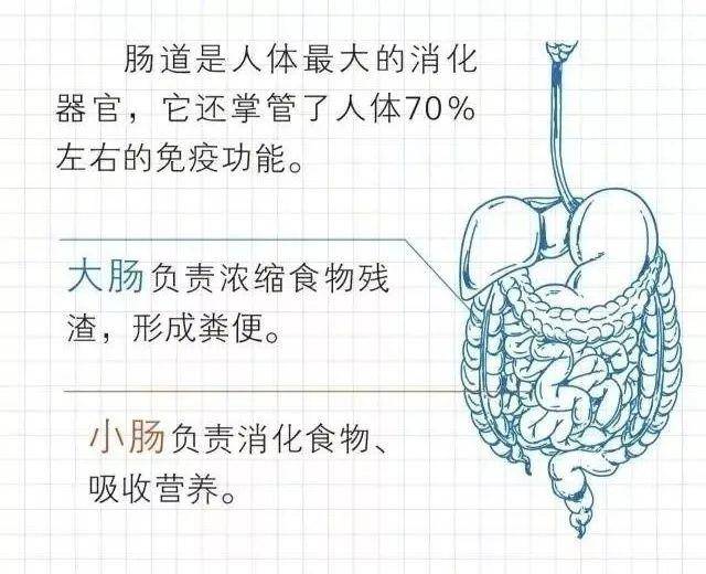 这样的结构,方便了吸收营养,却让这三种"脏物"更容易在肠道聚集.