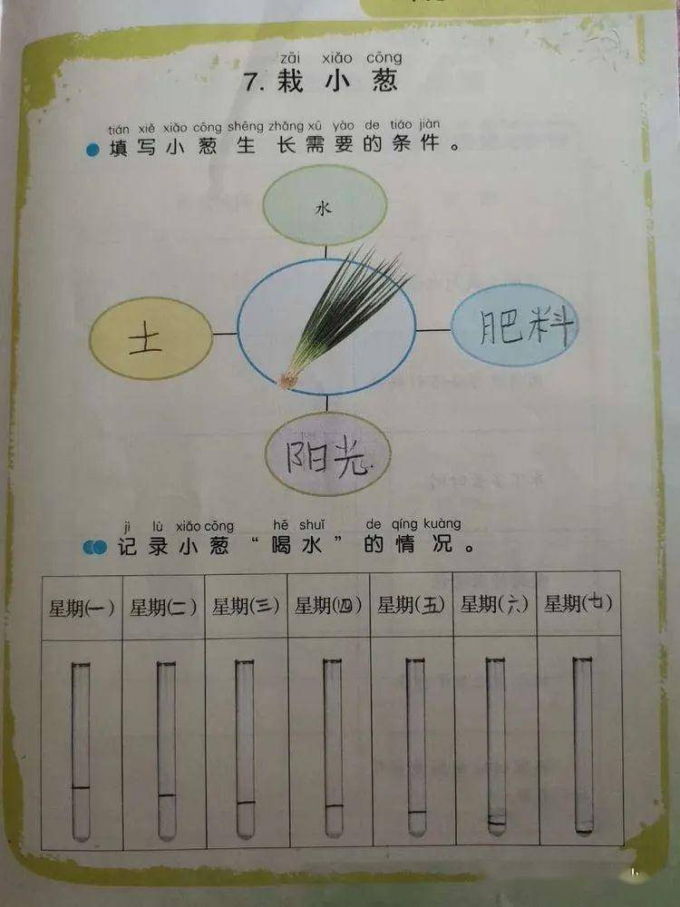 认真观察小葱的喝水过程并记录.