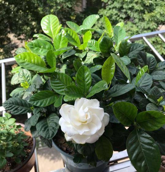 家中养栀子花,定期浇点"这种水",轻松解决黄叶问题,年