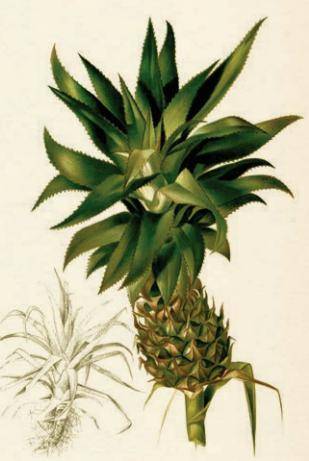 凤梨要每年种植吗 438ee5767131400e9415abf2e0baa758.jpeg