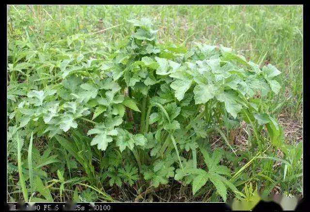 塔河野生植物图解16