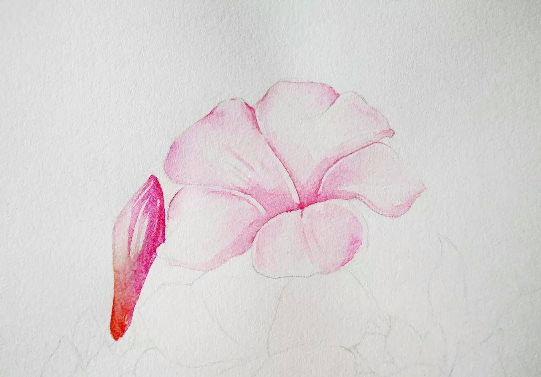 水彩画教程:一束非常简单的紫茉莉,初学者也可以画!