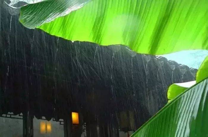 隔窗知夜雨芭蕉先有声
