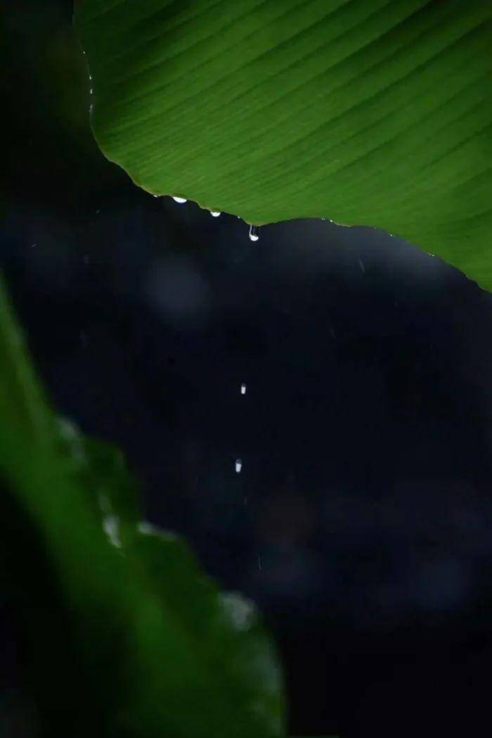 隔窗知夜雨,芭蕉先有声