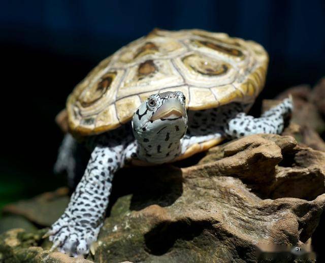 钻纹龟原产美国,又名菱斑龟,金刚背泥龟,但老美更喜欢叫它"钻石龟".