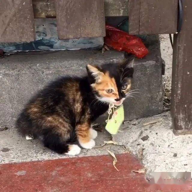 独自流浪的小奶猫,饿到吃垃圾,被收养后拼命护食,猫粮吃到撑